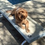 Moxie - diving board